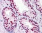 CBFA1 / RUNX2 Antibody (clone 1D2)